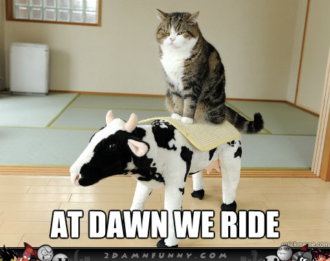 Cat-Cow-Saddle-Up-For-The-Ride-Of-Their-Lives.jpg