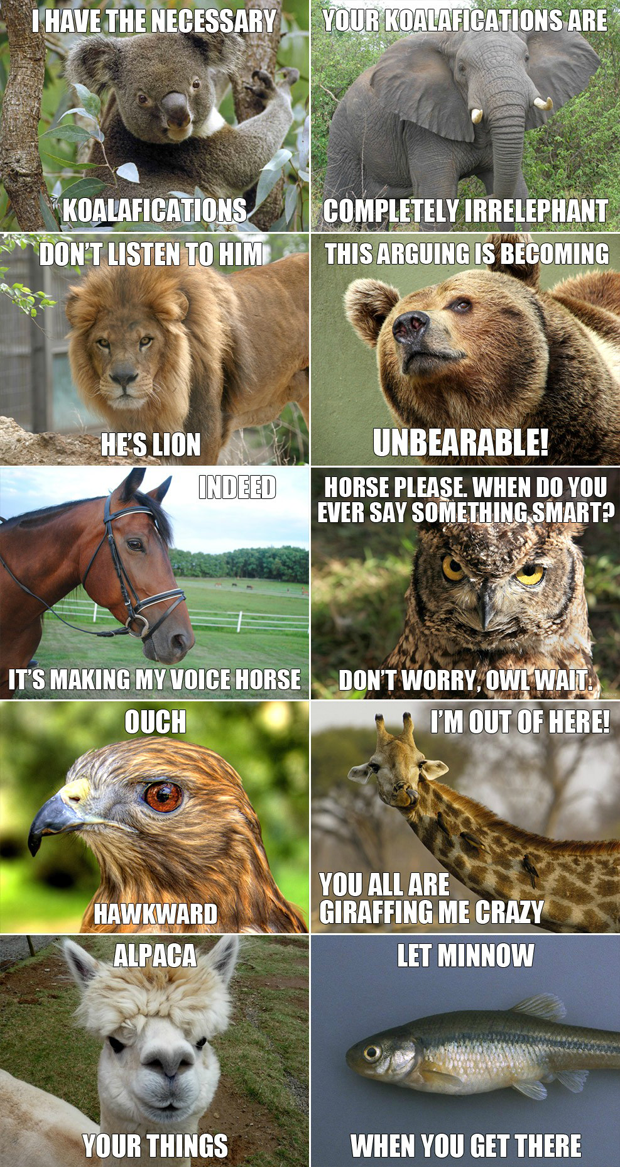 funny-animals-meme-5-7-3-2-1-2-3-5-7-8.png