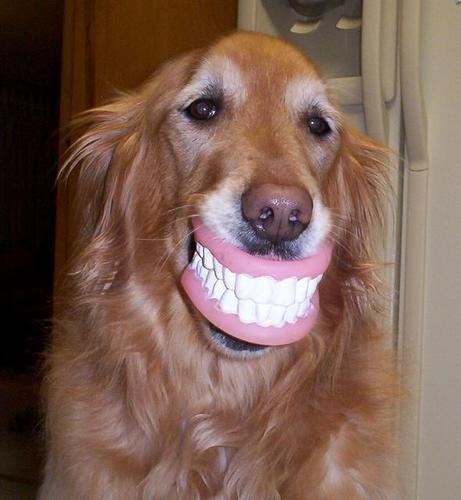 funny_dog_teeth.jpg