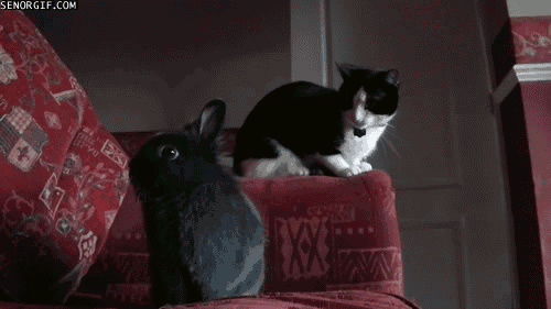 funny_pictures_cat_gifs.gif