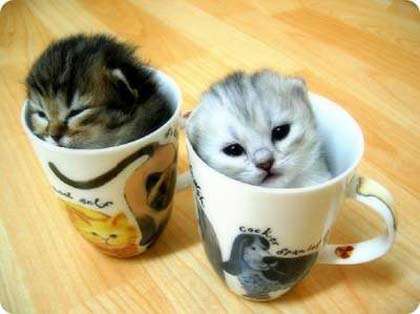 kitties_in_teacup.jpg