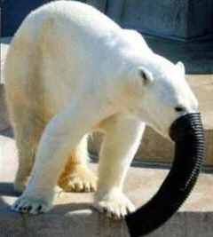 polar_bear_elephant.jpg