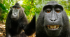 615x330_monkey.png