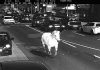 A_horse_has_been_caught_by_a_speed_camera_in_Germany.jpg