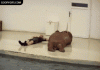 funny-gifs-walrus-work-out.gif