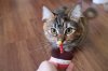 lily1stbirthday.jpg