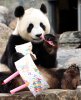 Adelaide+Panda+Funi+Celebrates+First+Australian+ouF4wqz7s-rl.jpg