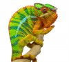 Bolt-Ambilobe-Panther-Chameleon-Canvas-Chameleons-1.jpg