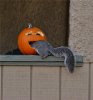 Squirrel-In-Pumpkin-Funny-Halloween-Image.jpg