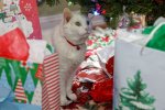 Tiberius_Christmas_2020.jpg