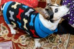 Lucy_Christmas_2020.jpg