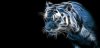 Tiger Smoke iMid.jpg