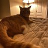 hawaiipartii_9398