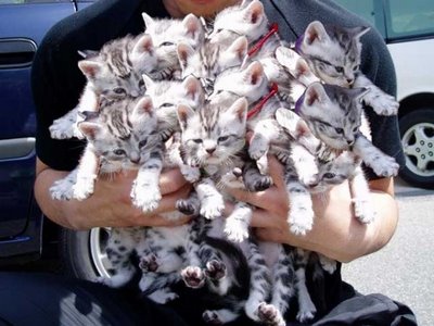 kitties_001.jpg