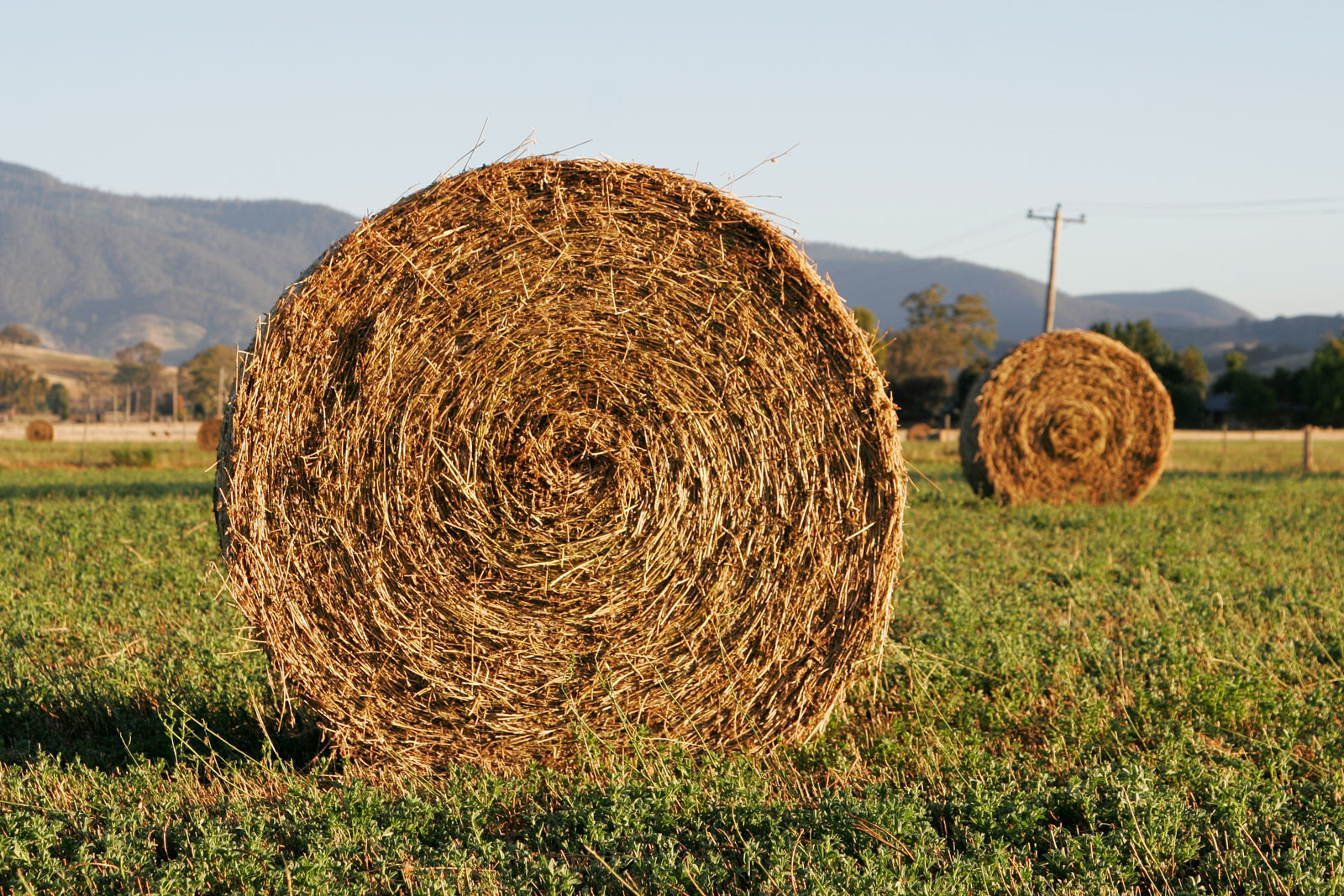 hay.jpg