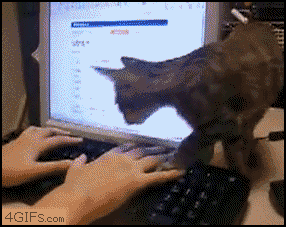 cat_keyboard_dealwithit.gif