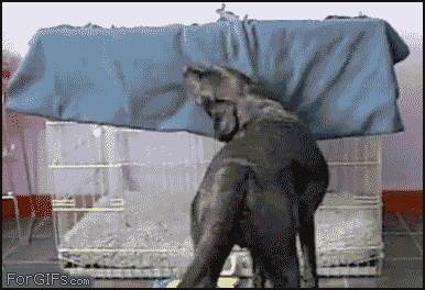 Dogs_gets_blanket.gif