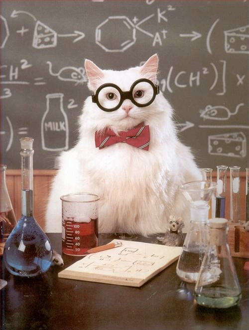 professor%20cat.jpg