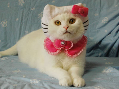 123_hello_kitty_kitty_costume.jpg
