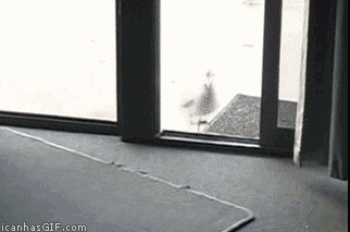 IQ6RP.gif