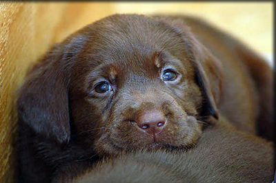 chocolate_lab_pup.jpg