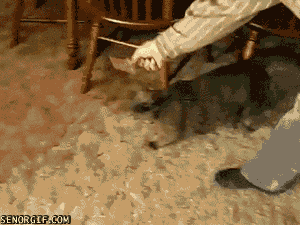 ZfPep.gif
