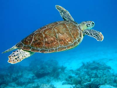 hawksbill_sea_turtle.jpg