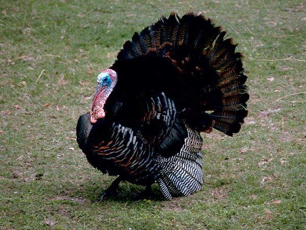 wild_turkey_765_600x450.jpg