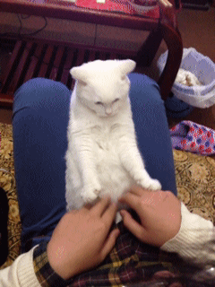 3ELAGhP.gif