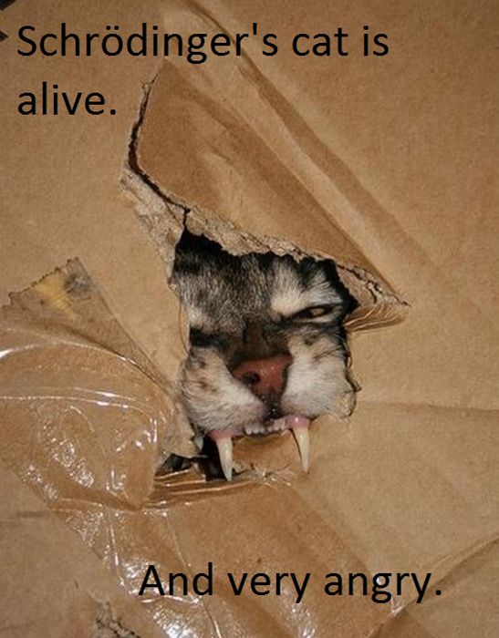 angry kitty in a box.jpg
