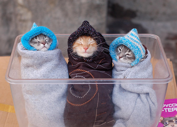 3kitties1.jpg