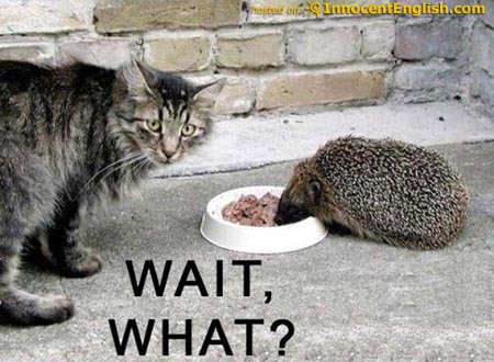 funny_cat_sharing_meal.jpg