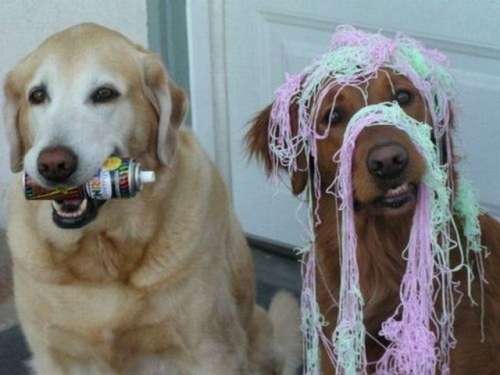funny_animals_16.jpg