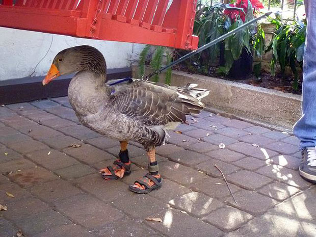 goose_shoes_1915609i.jpg