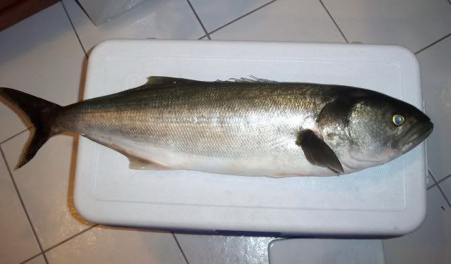 100_4085.jpg