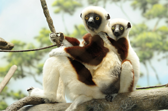 0722sifakas.jpg