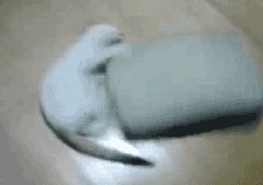JMdcx.gif
