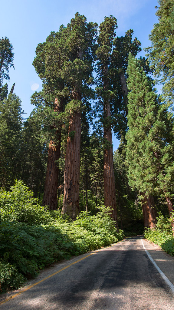 sequoianationalparkroad.jpg