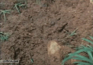 1296039994_toad-eats-frog.gif