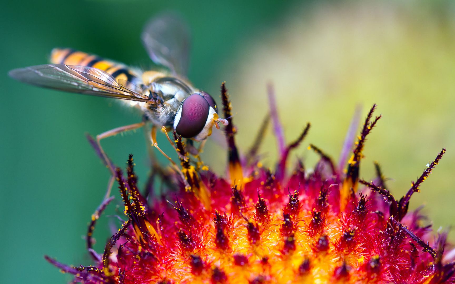 02897_hoverflyatwork_2880x1800.jpg