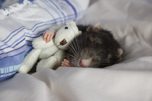 rat-with-a-teddy-bear-16026-1233948665-3.jpg