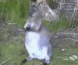 abd-25.gif