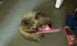 BKgvFS8.gif