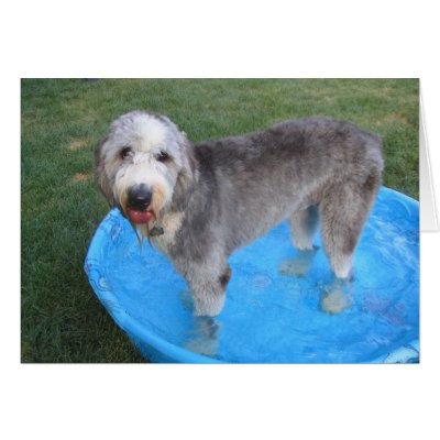 kiddie_pool_old_english_sheepdog_card-p137828706044473880qqld_400.jpg