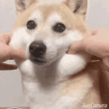 doggo-dog.gif