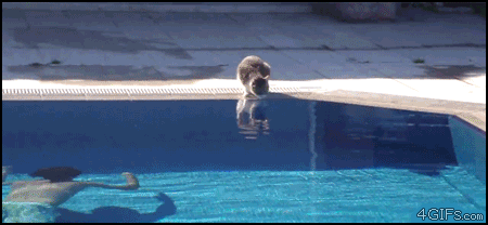 rbYBL.gif