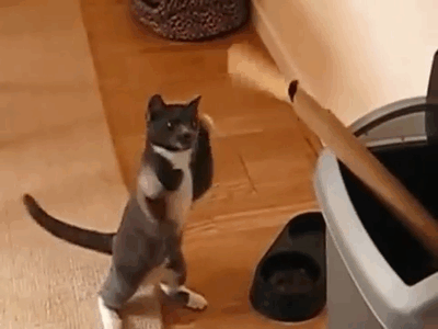 AbnVA.gif
