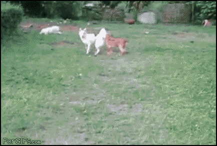 stupidassdog.gif