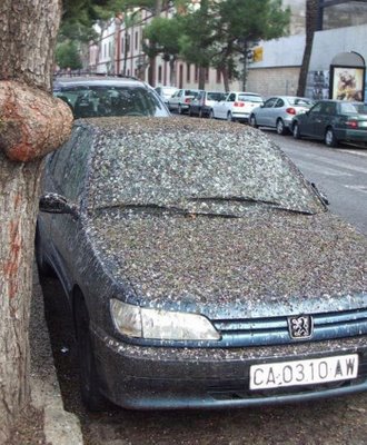 bird_crap_covered_car.jpg