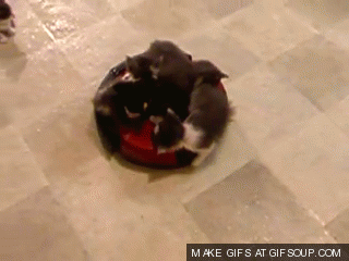 JONs_kittens_roomba.gif